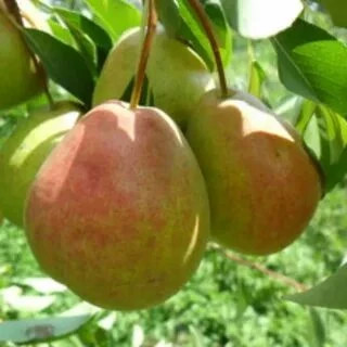 خرید نهال گلابی بارلت درشت شیرین اب دار بسیار اقتصادی مقاوم به کم ابی وسرما