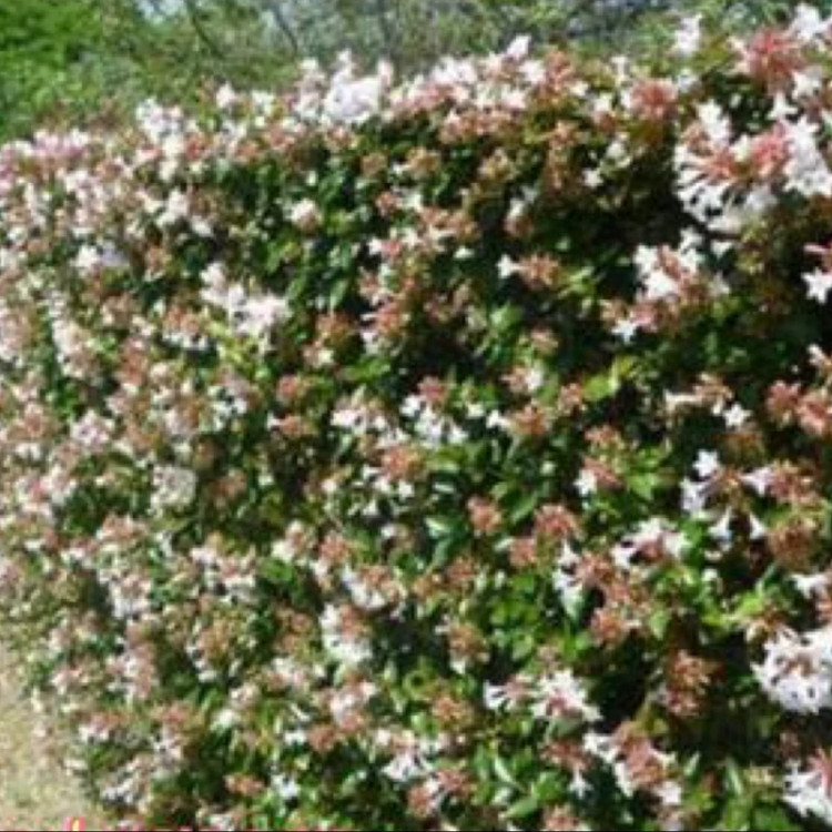 خرید نهال یاس سلطنتی با گلهای بزرگ و زیبا مقاوم به کم ابی و گرما