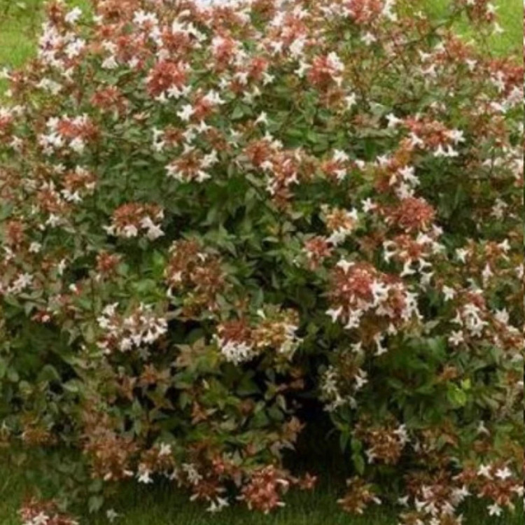 خرید نهال یاس سلطنتی با گلهای بزرگ و زیبا مقاوم به کم ابی و گرما