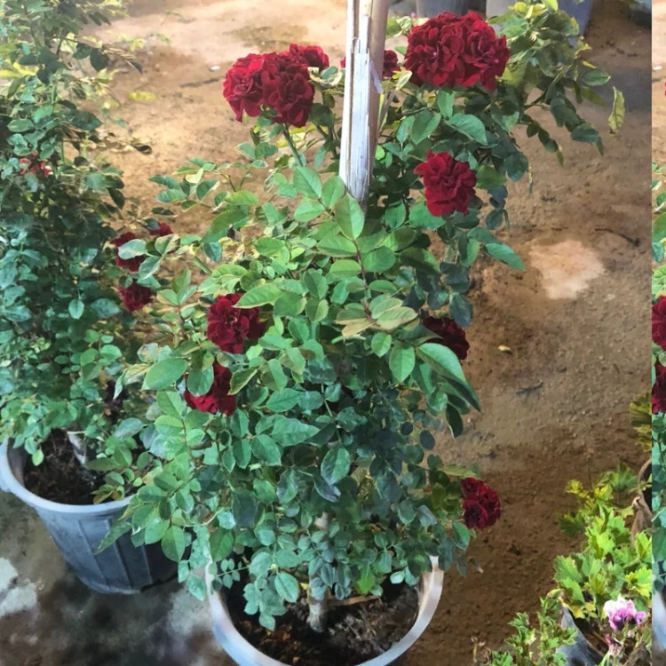 خرید نهال رز رونده قرمز مارپیچی با گلهای بزرگ و زیبا مقاوم به کم ابی و گرما