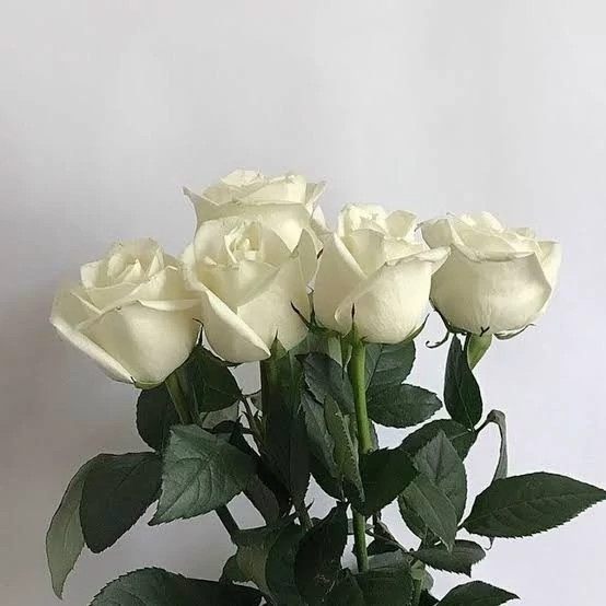 خرید نهال گل رز سفید با گلهای بزرگ و زیبا مقاوم به کم ابی و گرما