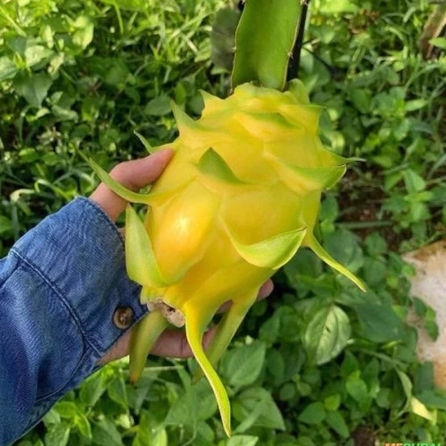 خرید نهال دراگون فروت زرد غول آسا -قلمه 15-10سانتی درشت بسیار اقتصادی مقاوم به کم ابی و گرما