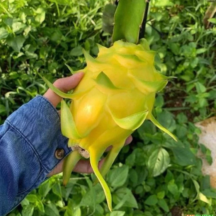 خرید نهال دراگون فروت زرد غول آسا -قلمه 15-10سانتی درشت بسیار اقتصادی مقاوم به کم ابی و گرما