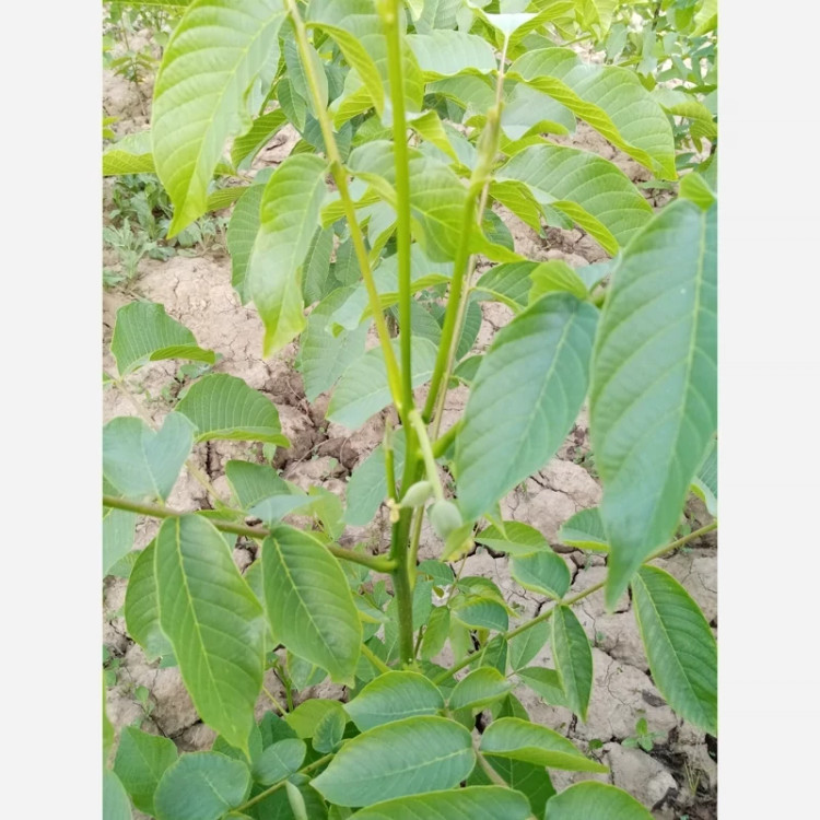 خرید نهال گردو آلتای ترکیه درست بسیار اقتصادی مقاوم به کم ابی و سرما