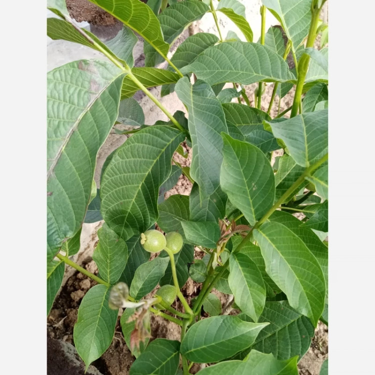 خرید نهال گردو آلتای ترکیه درست بسیار اقتصادی مقاوم به کم ابی و سرما