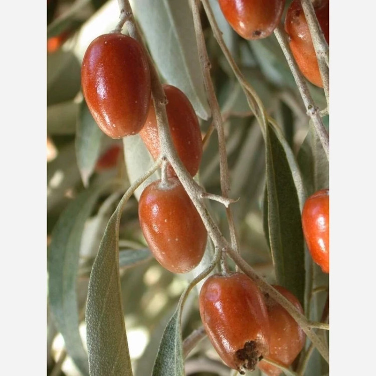 خرید نهال سنجد درشت بسیار اقتصادی مقاوم به کم ابی و گرما