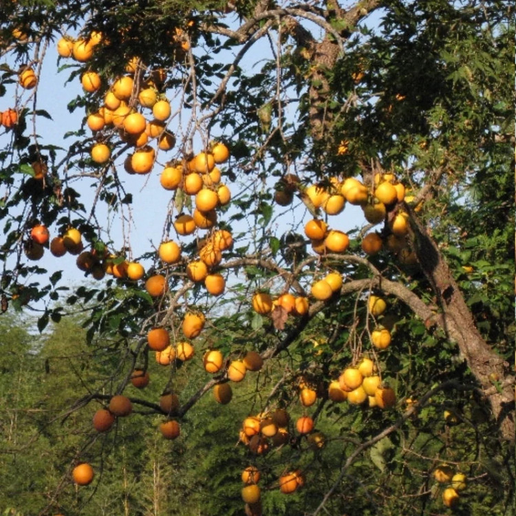 خرید نهال خرمالو سیبی سفت درشت بسیار اقتصادی مقاوم به کم ابی و گرما