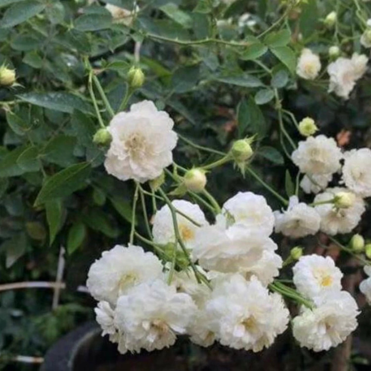 خرید نهال رز سفید مینیاتوری با گلهای بزرگ و زیبا مقاوم به کم ابی و گرما