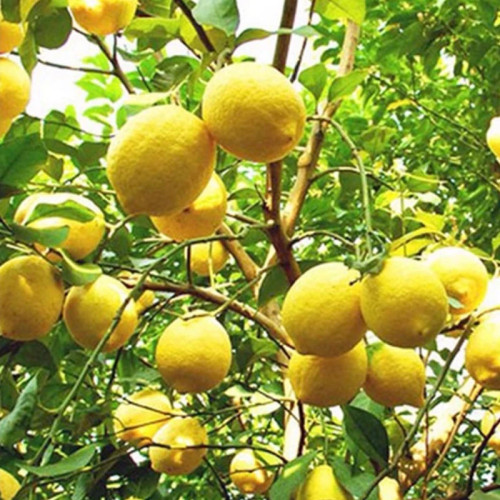 خرید نهال لیمو شیرین درشت اب دار بسیار اقتصادی مقاوم به کم ابی و سرما