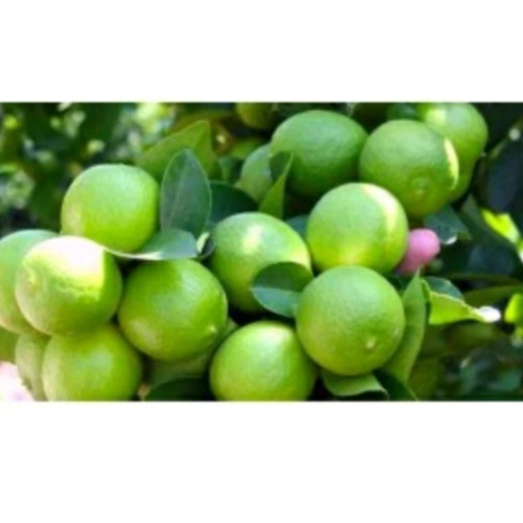 خرید نهال لیمو خوشه ای درشت شیرین اب دار بسیار اقتصادی مقاوم به کم ابی و سرما