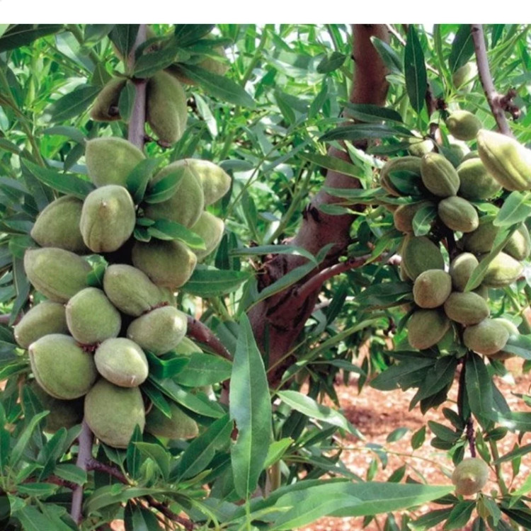 خرید نهال بادام تونو ایتالیا(بادام سنگی) درشت بسیار اقتصادی مقاوم به کم ابی و سرما