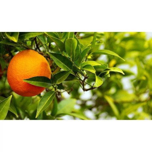 خرید نهال پرتقال عربیک شیرین آبدار درشت شیرین اب دار بسیار اقتصادی مقاوم به کم ابی و گرما