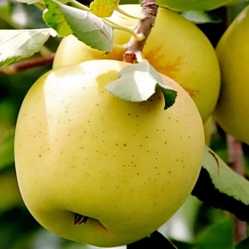 خرید نهال سیب زرد لبنان درشت شیرین اب دار بسیار اقتصادی مقاوم به کم ابی و گرما