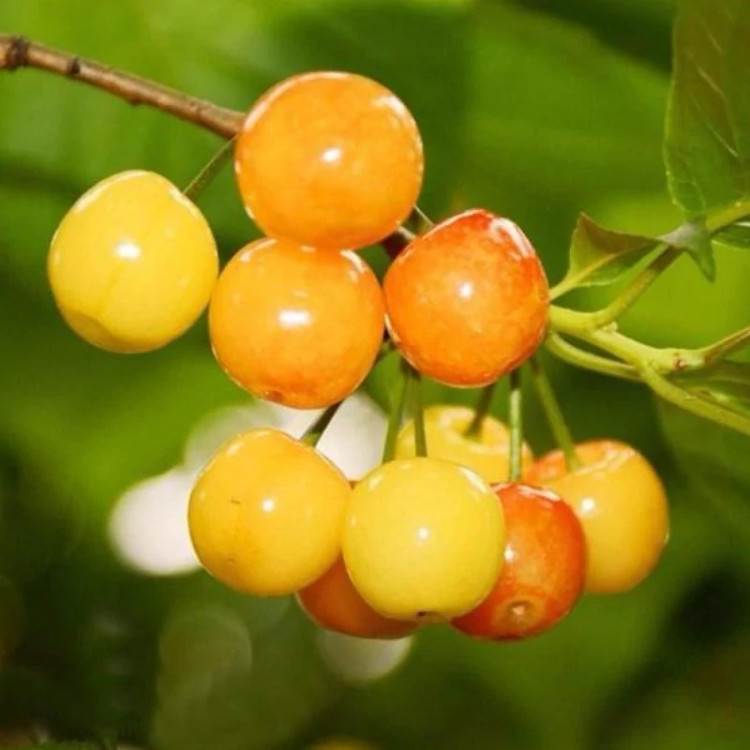 خرید نهال گیلاس زرد درشت شیرین اب دار بسیار اقتصادی مقاوم به کم ابی و سرما