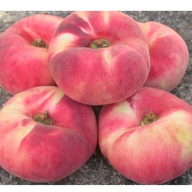 خرید نهال هلو انجیری درشت شیرین اب دار بسیار اقتصادی مقاوم به کم ابی و گرما
