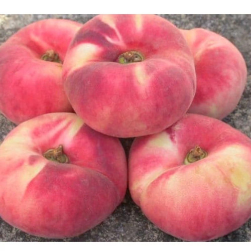 خرید نهال هلو انجیری درشت شیرین اب دار بسیار اقتصادی مقاوم به کم ابی و گرما