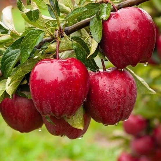 خرید نهال سیب رددلیشز درشت شیرین اب دار بسیار اقتصادی مقاوم به کم ابی و سرما