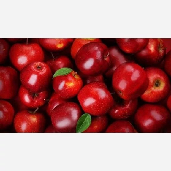 خرید نهال سیب رددلیشز درشت شیرین اب دار بسیار اقتصادی مقاوم به کم ابی و سرما