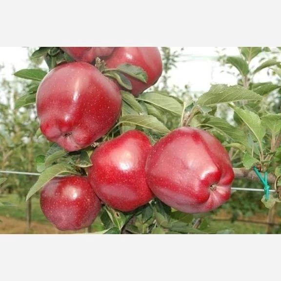 خرید نهال سیب رددلیشز درشت شیرین اب دار بسیار اقتصادی مقاوم به کم ابی و سرما