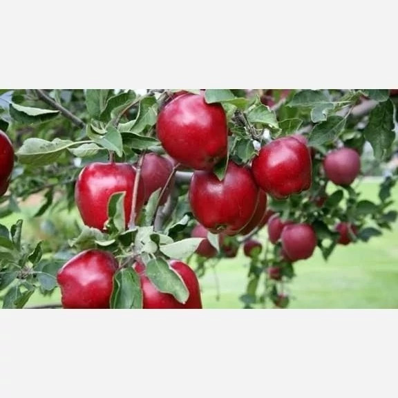 خرید نهال سیب رددلیشز درشت شیرین اب دار بسیار اقتصادی مقاوم به کم ابی و سرما