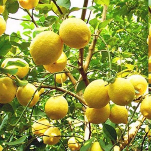 خرید نهال لیموترش سنگی درشت شیرین اب دار بسیار اقتصادی مقاوم به کم ابی و سرما
