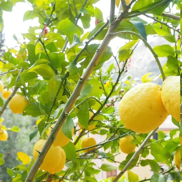 خرید نهال لیموترش سنگی درشت شیرین اب دار بسیار اقتصادی مقاوم به کم ابی و سرما