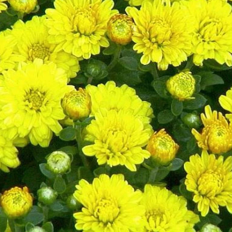 خرید نهال گل داودی با گل‌های بزرگ و زیبا مقاوم به کم ابی و گرما