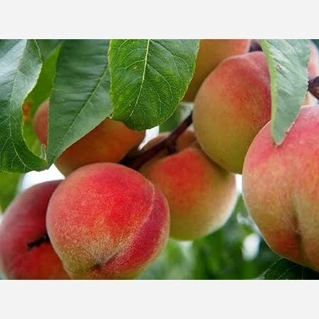 خرید نهال هلو پلاستیکی درشت شیرین اب دار بسیار اقتصادی مقاوم به کم ابی و سرما