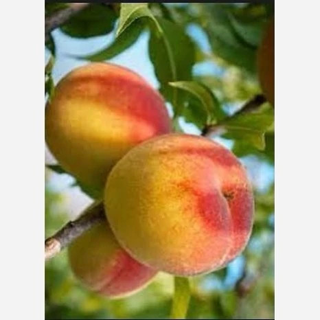 خرید نهال هلو پلاستیکی درشت شیرین اب دار بسیار اقتصادی مقاوم به کم ابی و سرما