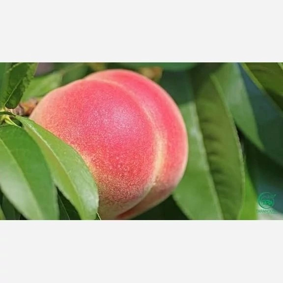 خرید نهال هلو پلاستیکی درشت شیرین اب دار بسیار اقتصادی مقاوم به کم ابی و سرما