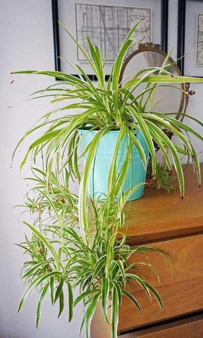 خرید نهال گل گندمی با برگ های سبز بزرگ و زیبا مقاوم به کم ابی و گرما