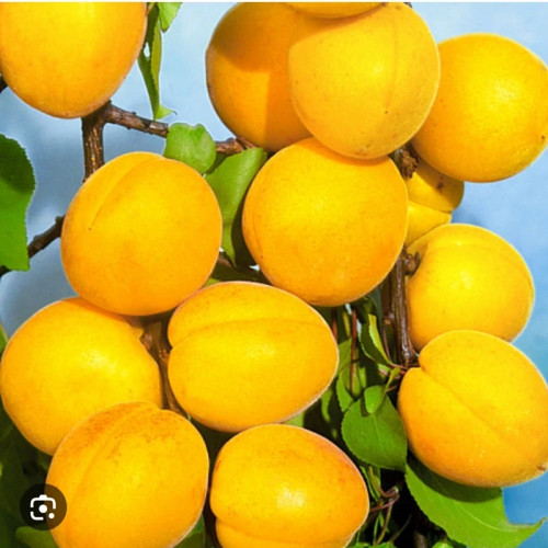 خرید نهال زردآلو انبه ای درشت شیرین اب دار بسیار اقتصادی مقاوم به کم ابی و سرما