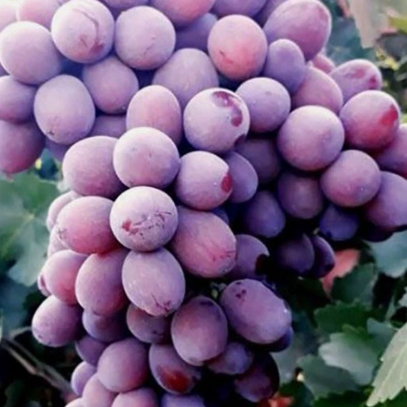 خرید نهال انگور کندری اصلاح شده درشت شیرین اب دار بسیار اقتصادی مقاوم به کم ابی و سرما