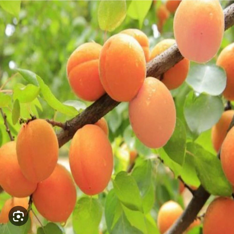 خرید نهال زردآلو انبه ای درشت شیرین اب دار بسیار اقتصادی مقاوم به کم ابی و سرما