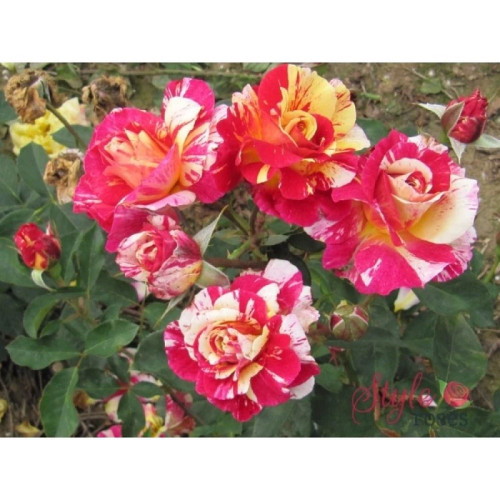خرید نهال گل رز موریس اریتلو با گلهای بزرگ و زیبا مقاوم به کم ابی و گرما