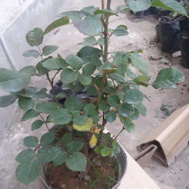 خرید نهال گل رز موریس اریتلو با گلهای بزرگ و زیبا مقاوم به کم ابی و گرما