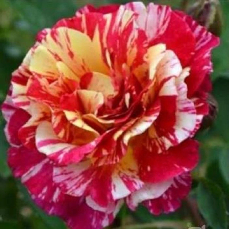 خرید نهال گل رز موریس اریتلو با گلهای بزرگ و زیبا مقاوم به کم ابی و گرما