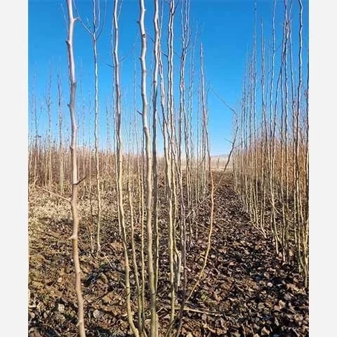 خرید نهال گلابی سانتاماریا درشت شیرین اب دار بسیار اقتصادی مقاوم به کم ابی و سرما