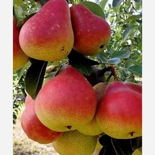 خرید نهال گلابی سانتاماریا درشت شیرین اب دار بسیار اقتصادی مقاوم به کم ابی و سرما