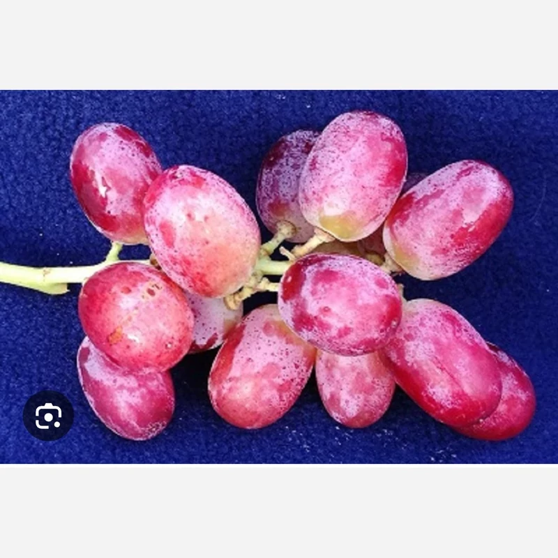 خرید نهال انگور کریمسون بیدانه درشت شیرین اب دار بسیار اقتصادی مقاوم به کم ابی و سرما