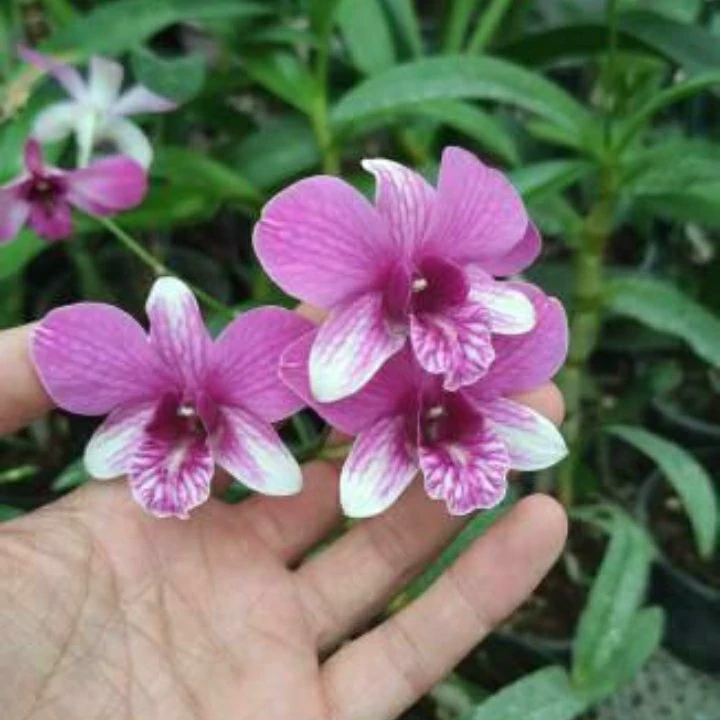 خرید بوته ارکیده بنفش سردسیر با گل‌های بزرگ و زیبا مقاوم به کم ابی و گرما