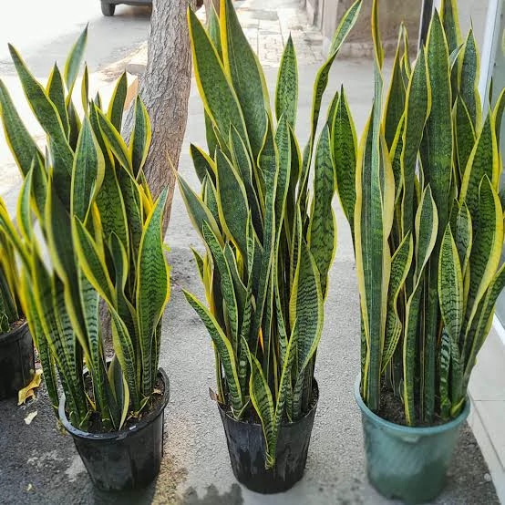 خرید نهال گل سانسوریا(شمشیری) زیبا مقاوم به کم ابی و گرما