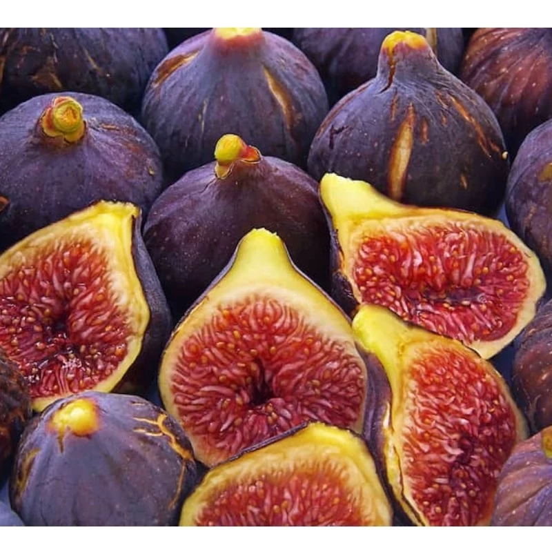 خرید نهال انجیر سیاه(گلدانی ریشه پرس) درشت اب دار بسیار اقتصادی مقاوم به کم ابی