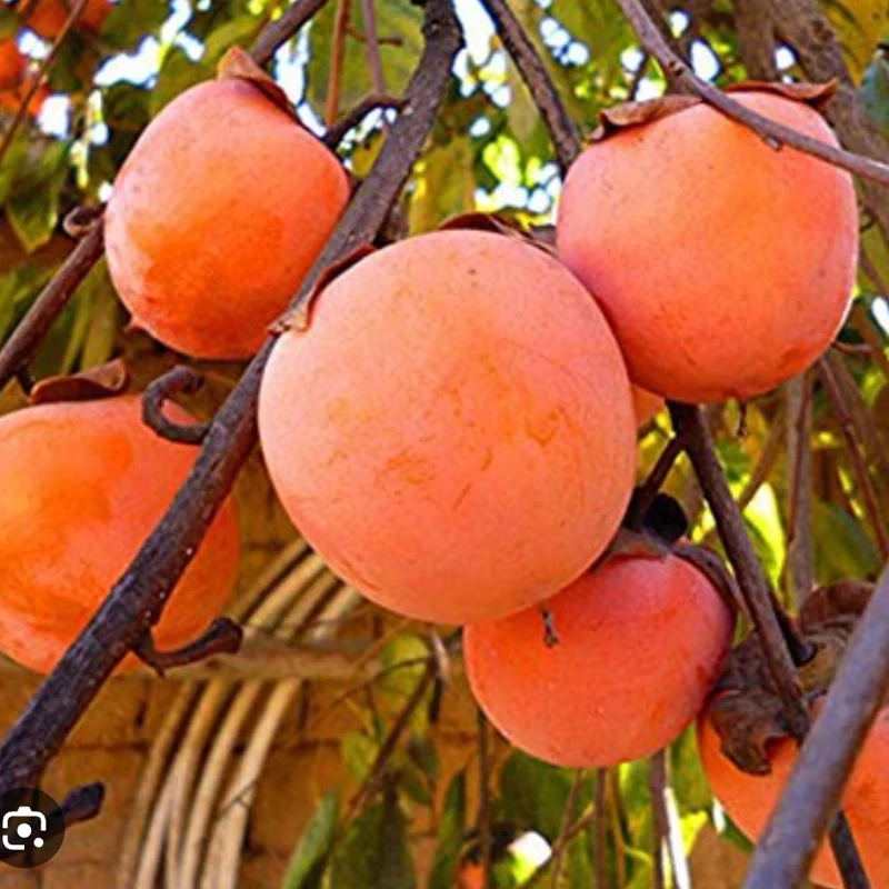 خرید نهال خرمالو سیبی ریشه پرس درشت شیرین اب دار بسیار اقتصادی مقاوم به کم ابی و گرما