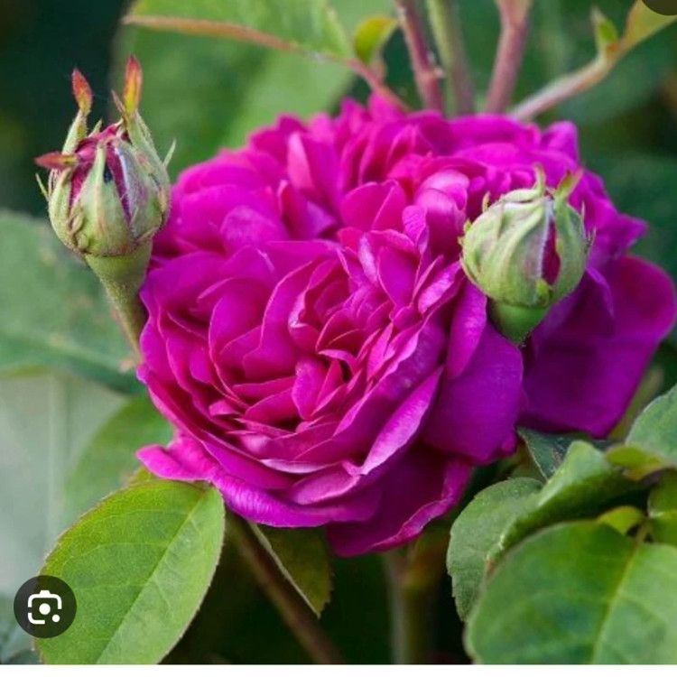 خرید نهال گل محمدی کاشان یکساله گلهای بزرگ و زیبا مقاوم به کم ابی و گرما