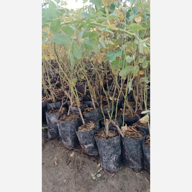 خرید نهال گل محمدی کاشان یکساله گلهای بزرگ و زیبا مقاوم به کم ابی و گرما