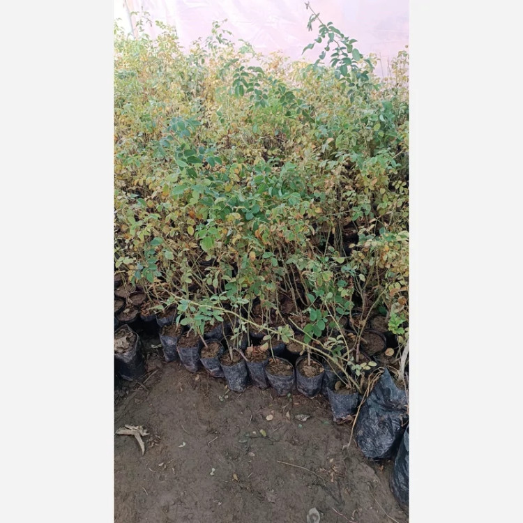 خرید نهال گل محمدی کاشان یکساله گلهای بزرگ و زیبا مقاوم به کم ابی و گرما