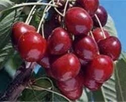 خرید نهال گیلاس هلندی درشت شیرین اب دار بسیار اقتصادی مقاوم به کم ابی و سرما