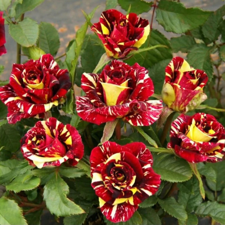 خرید نهال گل رز شهابی با گلهای بزرگ و زیبا مقاوم به کم ابی و گرما