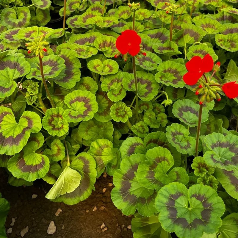 خرید بوته شمعدانی پاکوتاه با گل های زیبا مقاوم به کم ابی و گرما